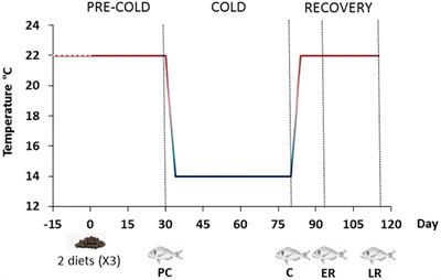 Redox Challenge in a Cultured Temperate Marine Species During Low Temperature and Temperature Recovery